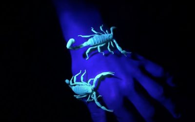 Scorpions Glow!