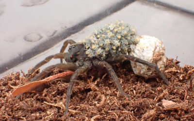 Wolf Spiders: Caring Mothers